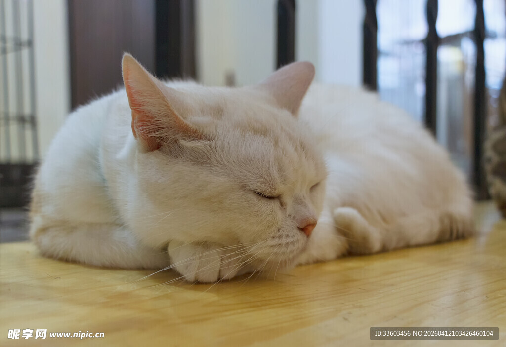 慵懒白猫惬意趴卧
