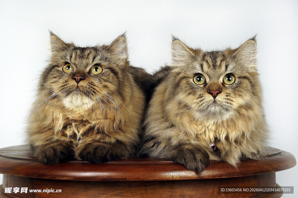 两只长毛猫趴坐圆桌上