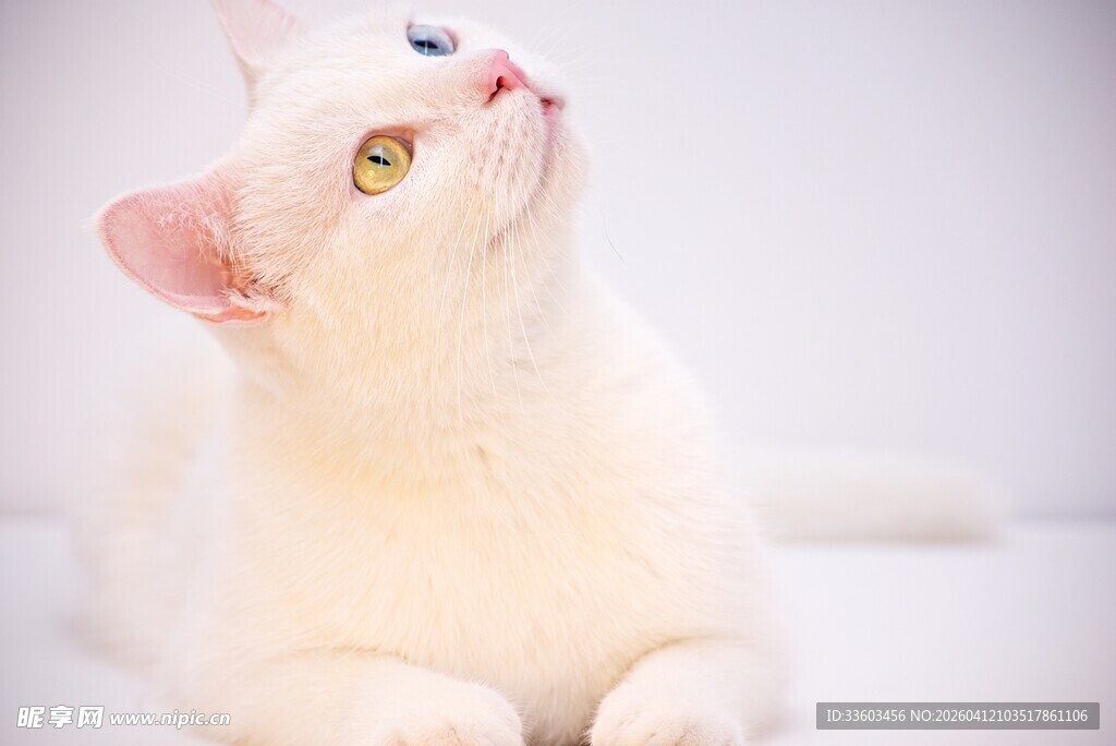 仰头的可爱白色猫咪