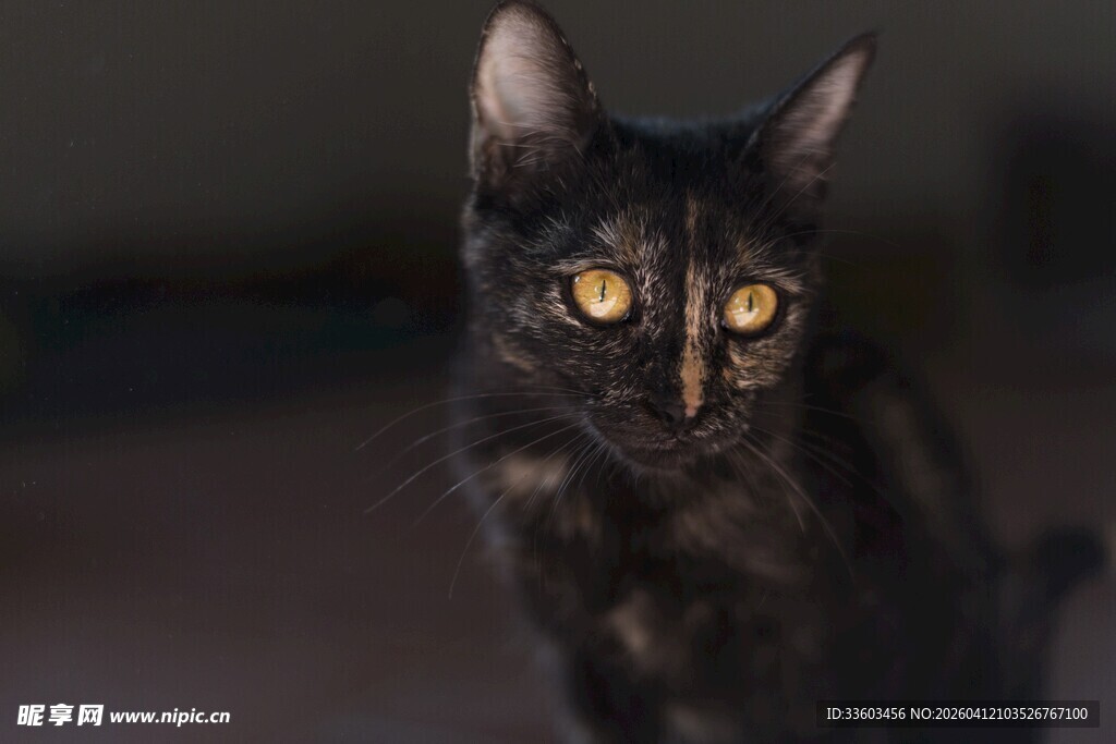 黑猫凝视