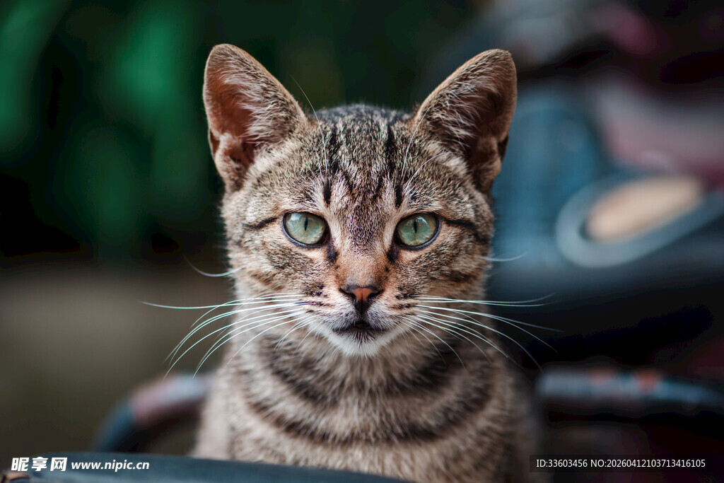 可爱虎斑猫的好奇瞬间