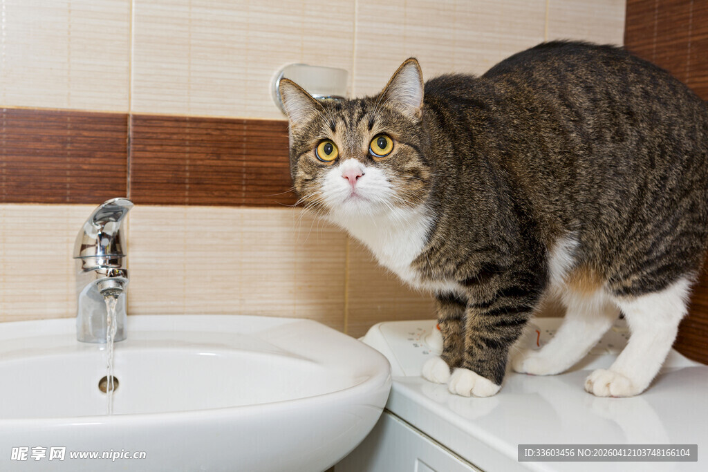 猫咪好奇注视洗手池