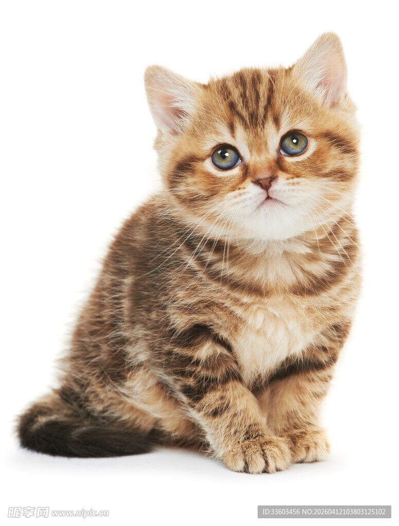可爱小猫咪坐立