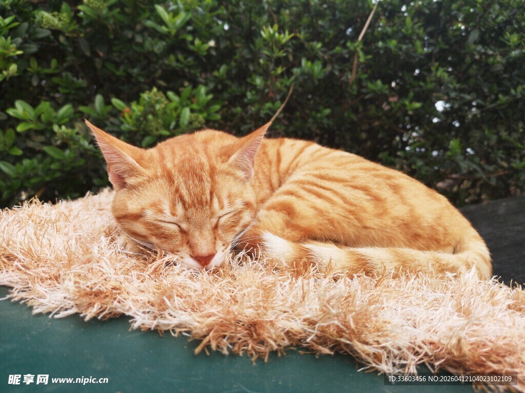 橘猫惬意躺卧毛绒垫上