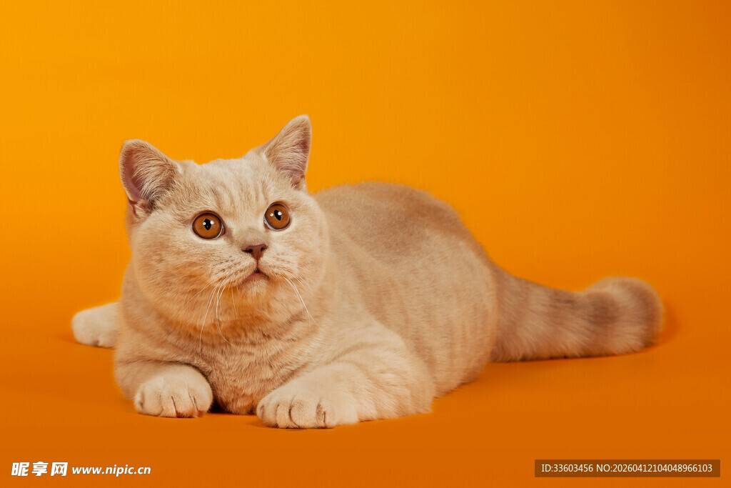 橘色背景下的可爱猫咪