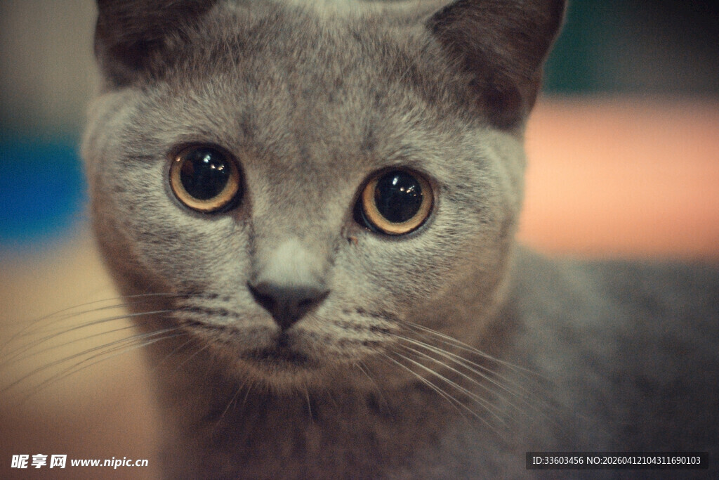 灰猫凝视镜头