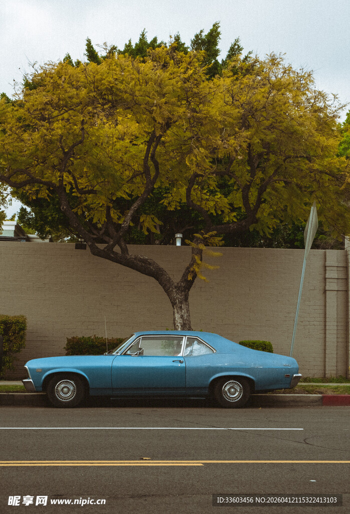 复古蓝色轿车停靠大树旁