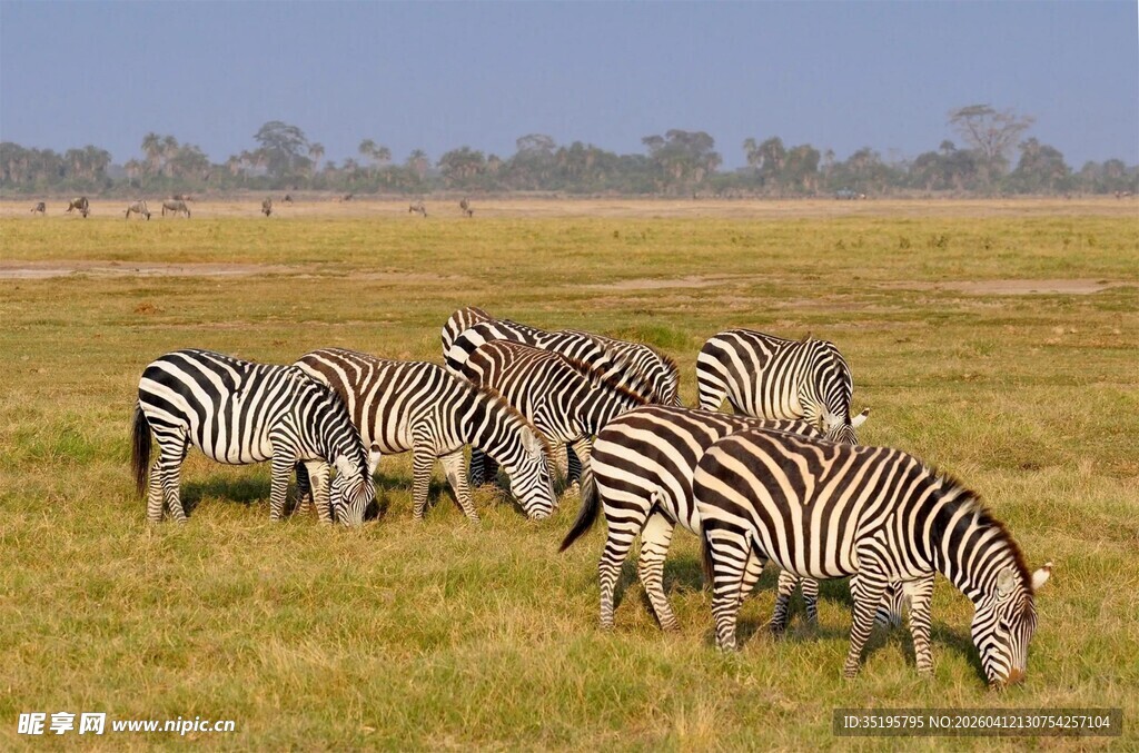草原上斑马群悠闲进食