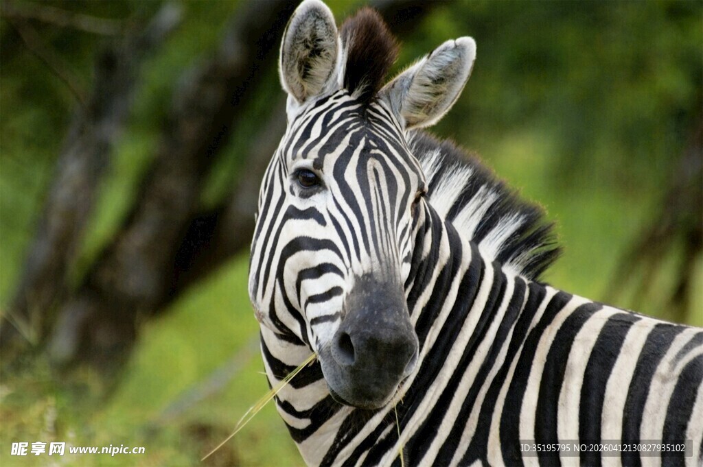 斑马特写草原上的黑白精灵
