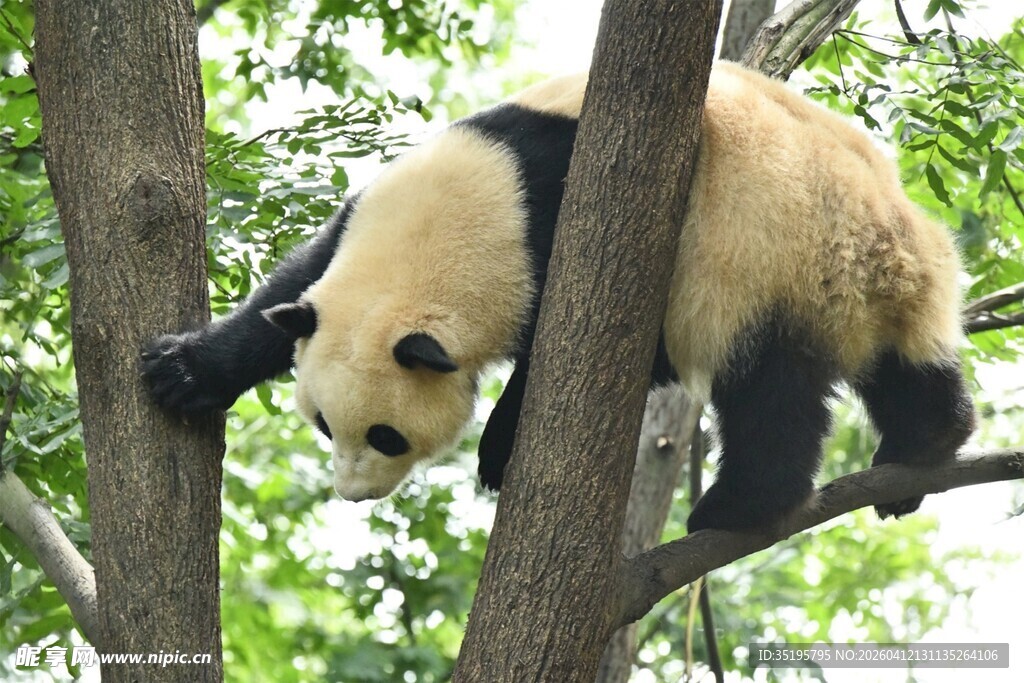 熊猫树上玩耍