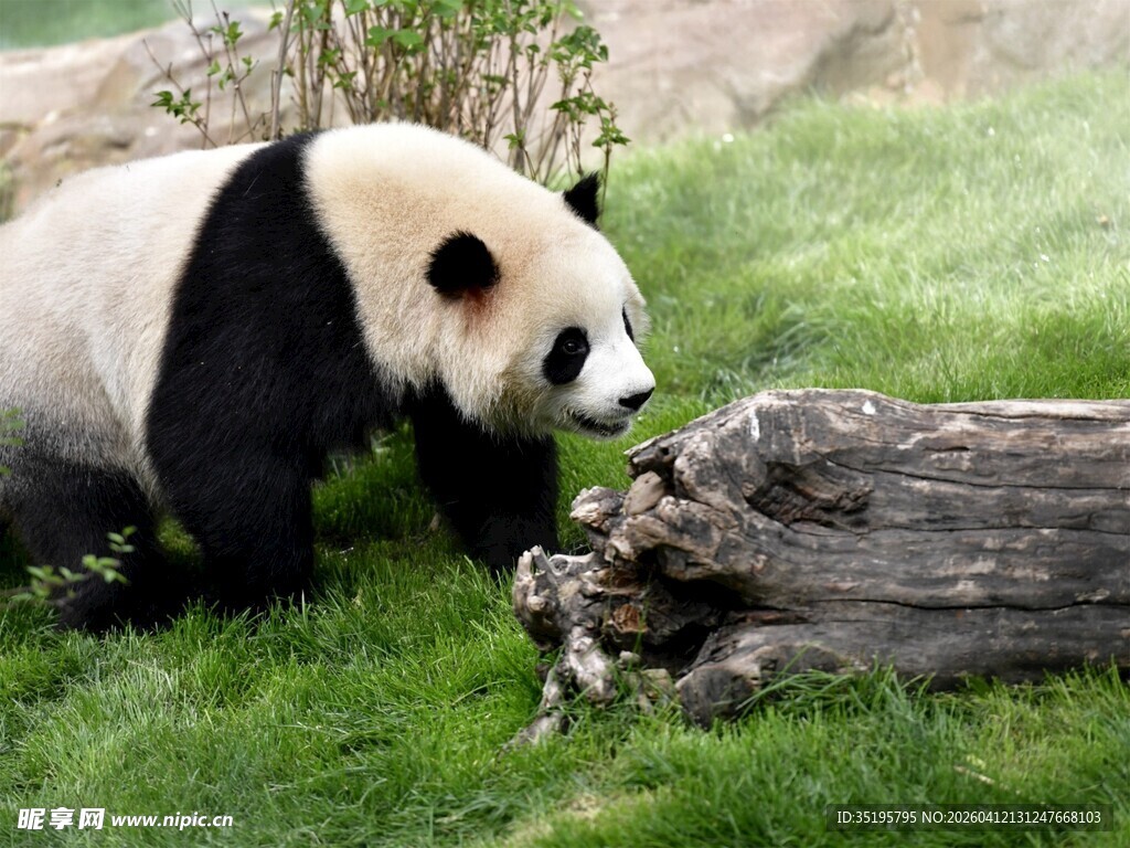 草地上的大熊猫