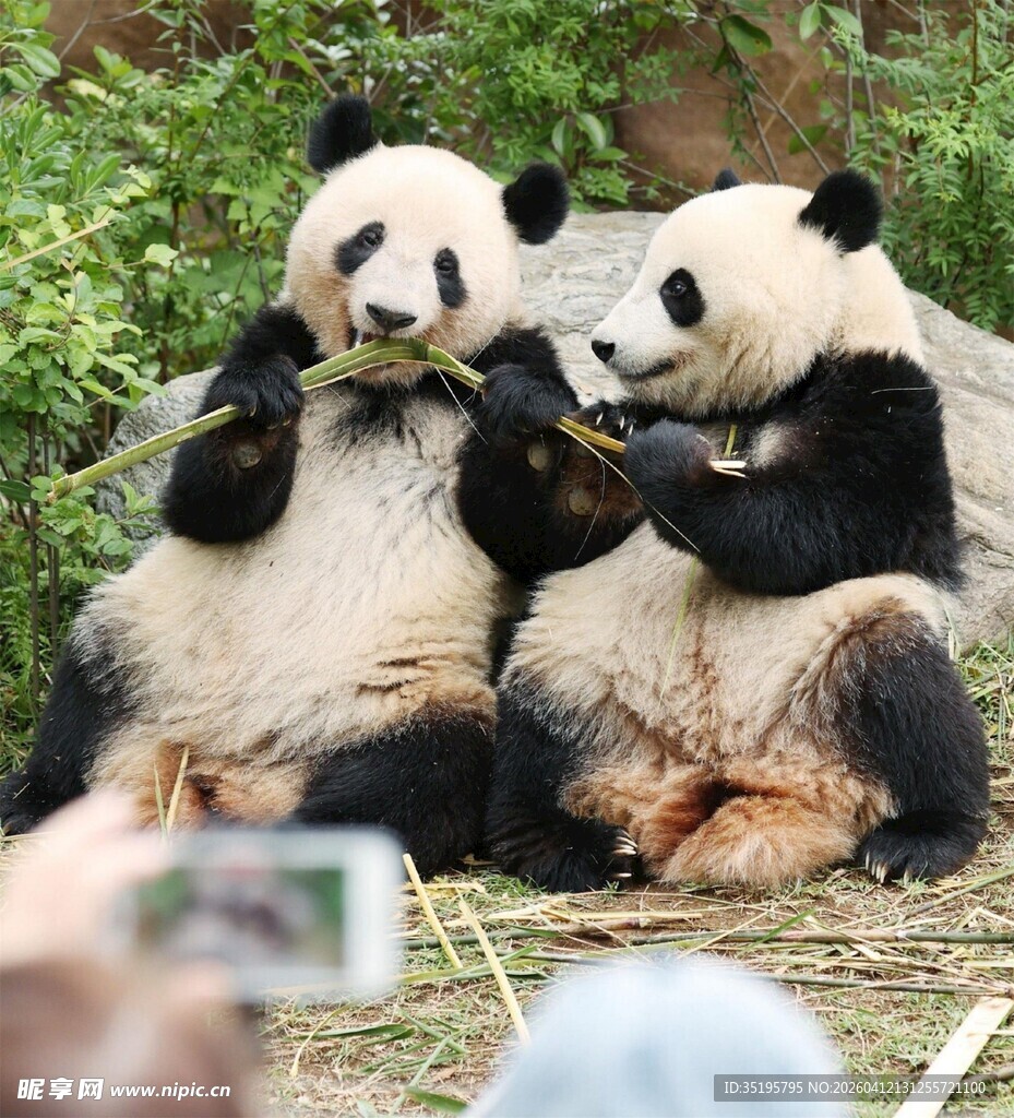 两只熊猫惬意进食瞬间