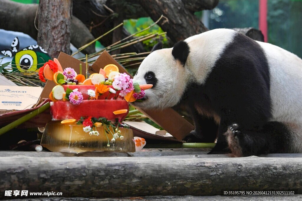 熊猫嗅闻多彩玩具