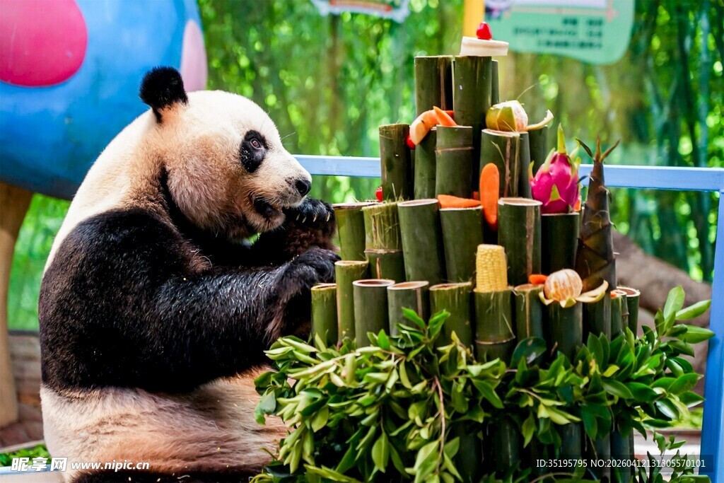 熊猫享用特制竹子美食