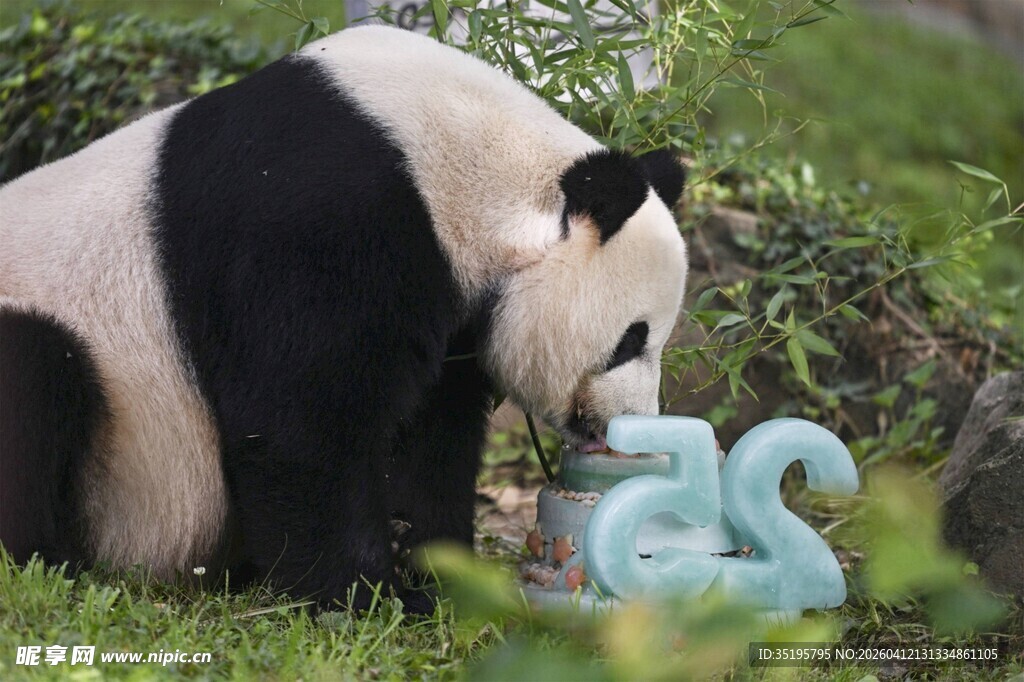 熊猫嗅闻可爱数字造型物