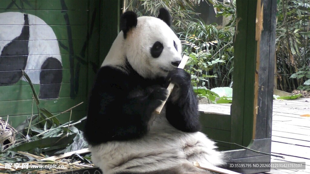 坐着进食的可爱大熊猫