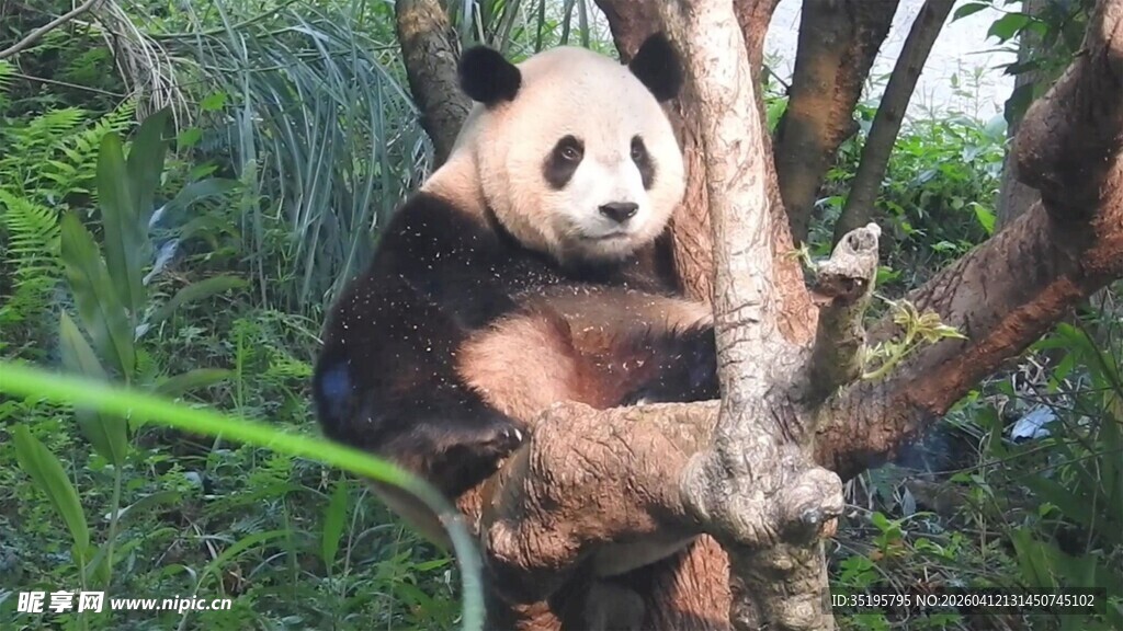 熊猫惬意栖于树枝上