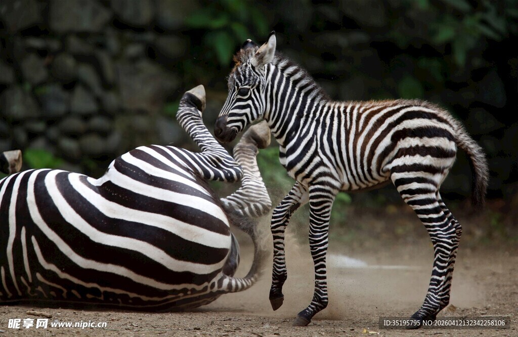 斑马母子亲昵互动瞬间