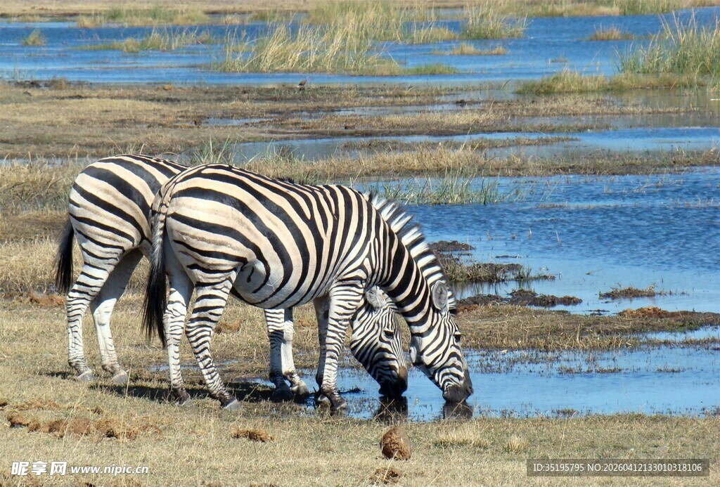 斑马在水边低头饮水