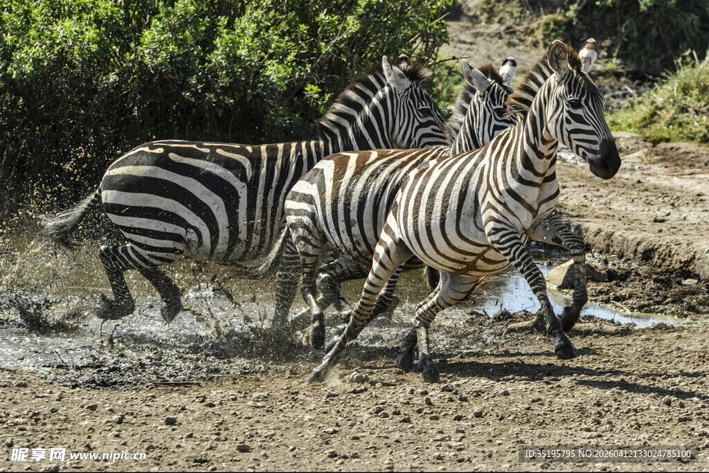 斑马群在水边奔腾