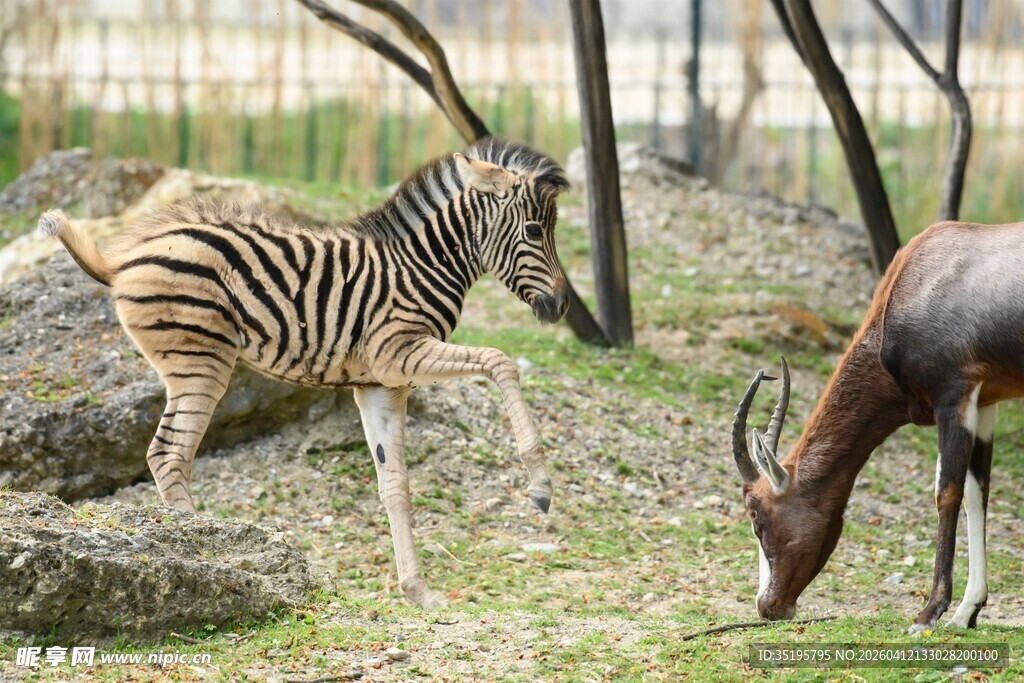 斑马与羚羊在草地活动