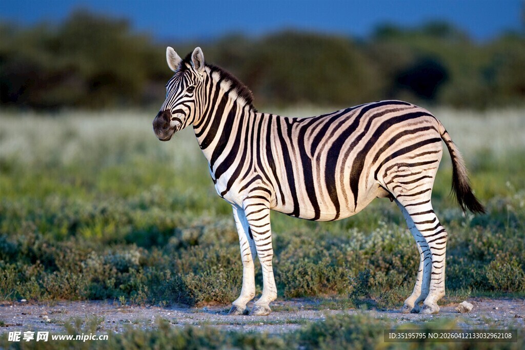 草原上站立的斑马