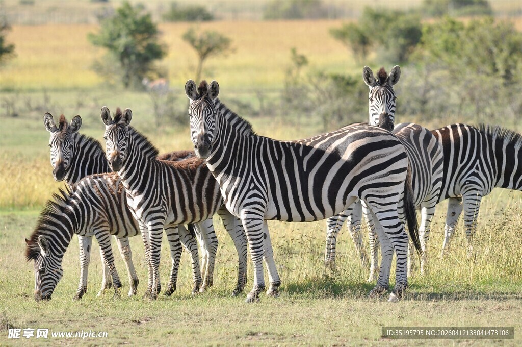草原上的斑马群