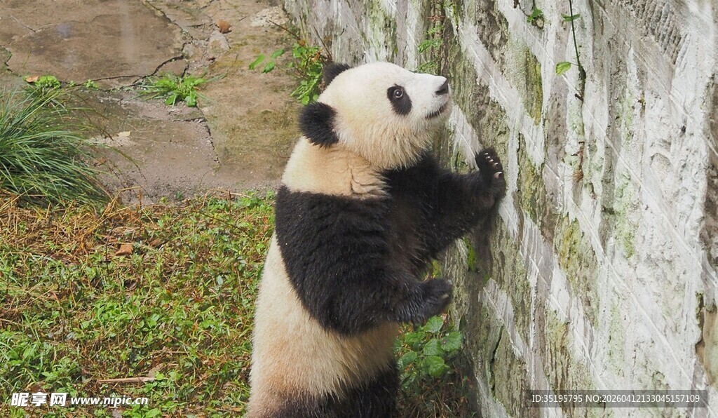 熊猫攀墙萌态十足