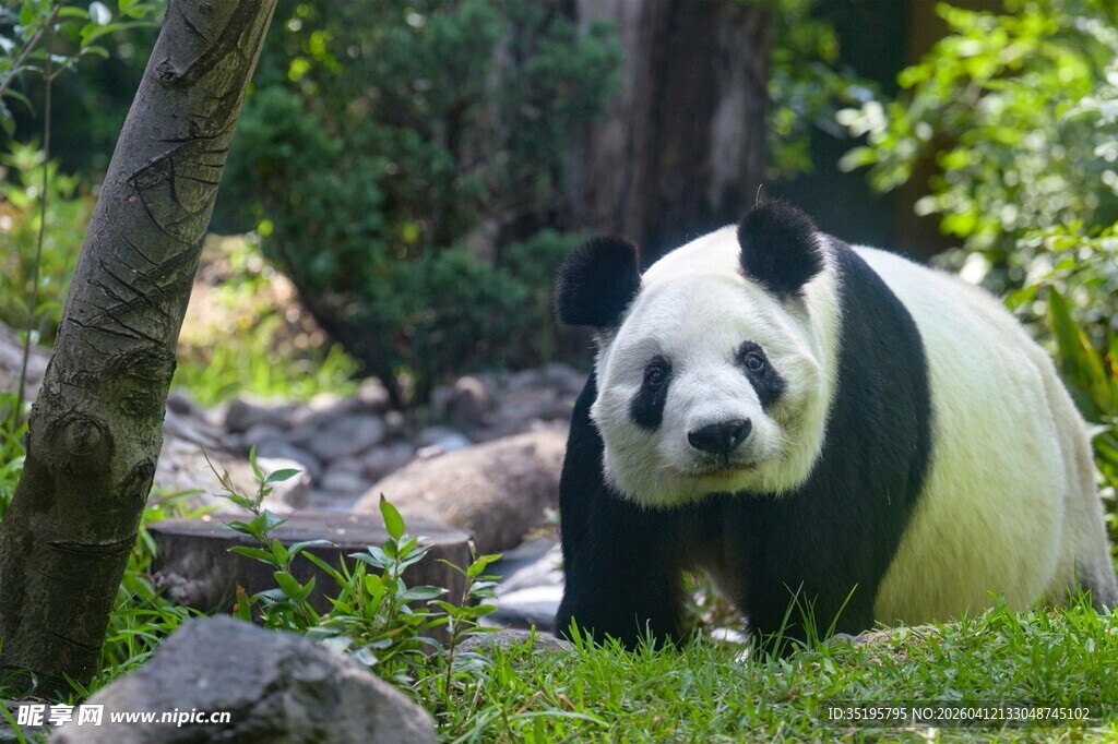 草地上的可爱大熊猫
