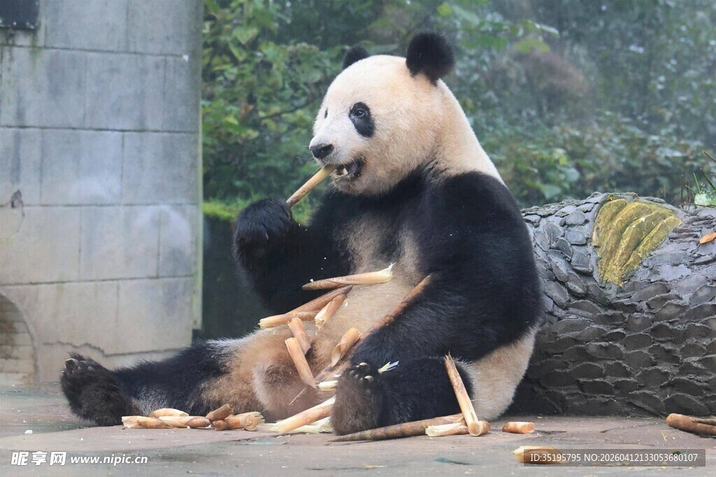 熊猫专注啃食鲜嫩竹子