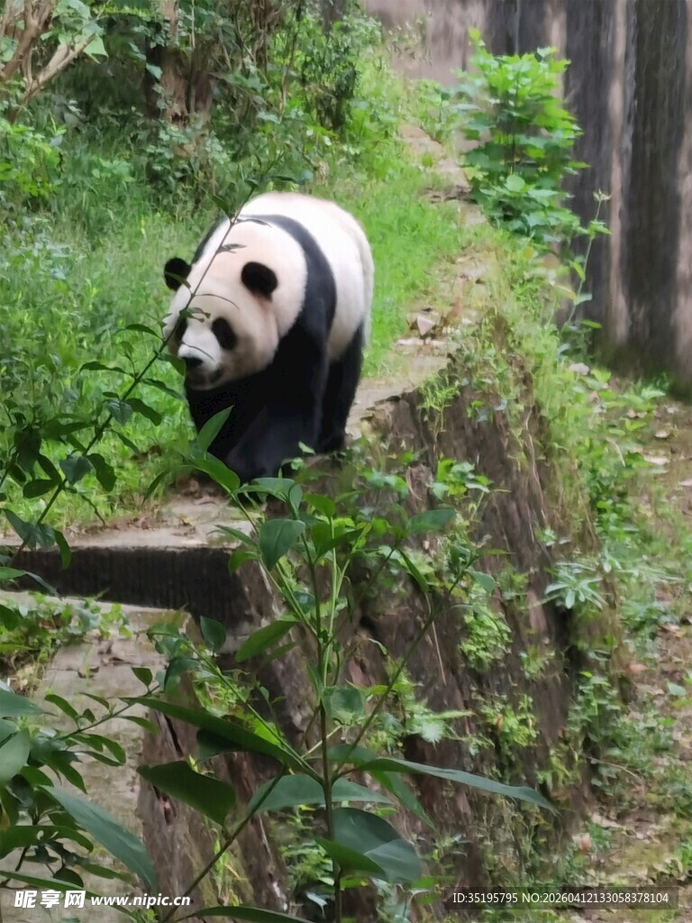 熊猫漫步于绿植环绕之地