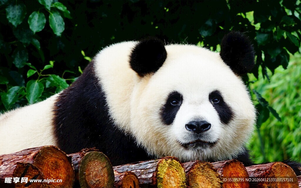 憨态可掬的大熊猫