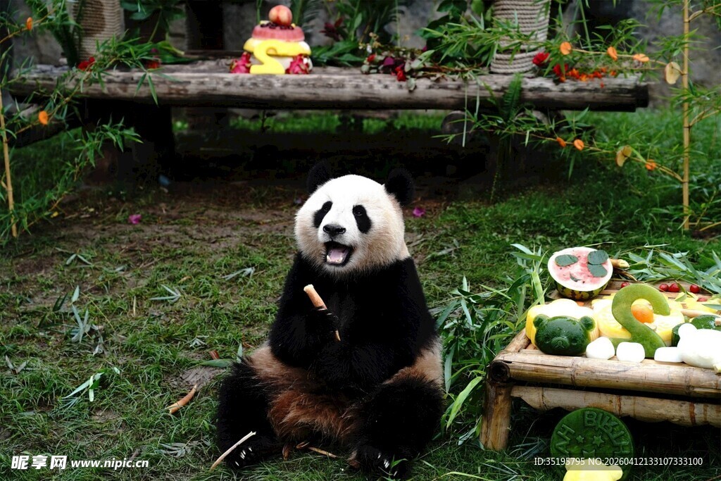 憨态可掬熊猫享用美食