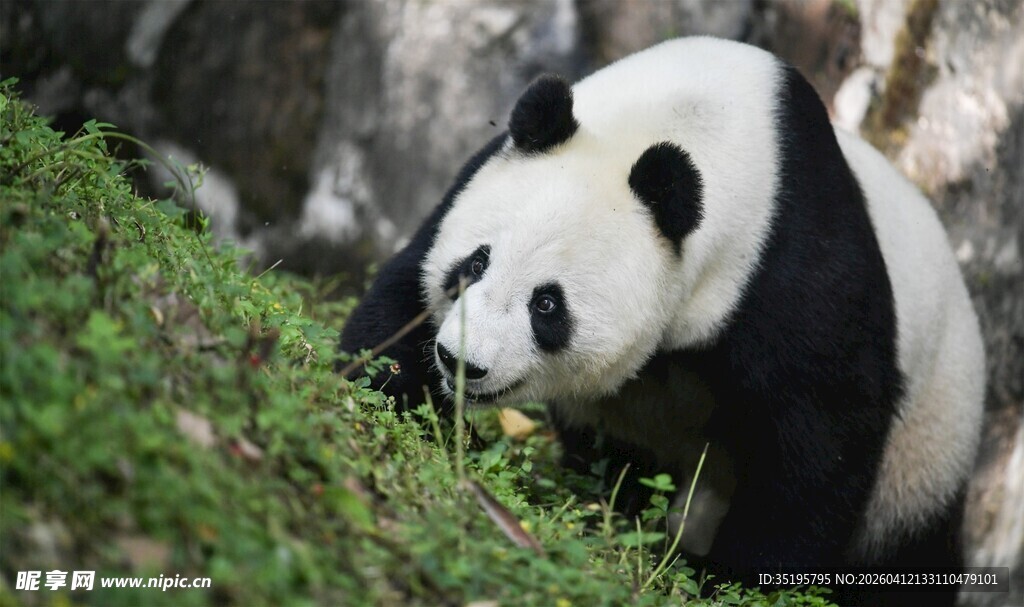 熊猫于绿植间低头觅食