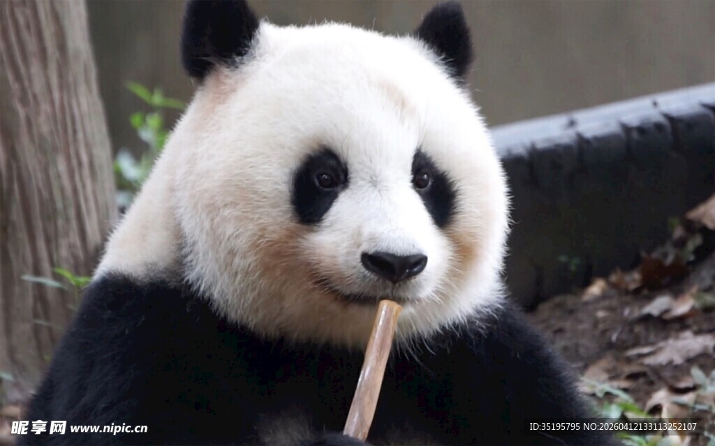 熊猫惬意啃食竹子