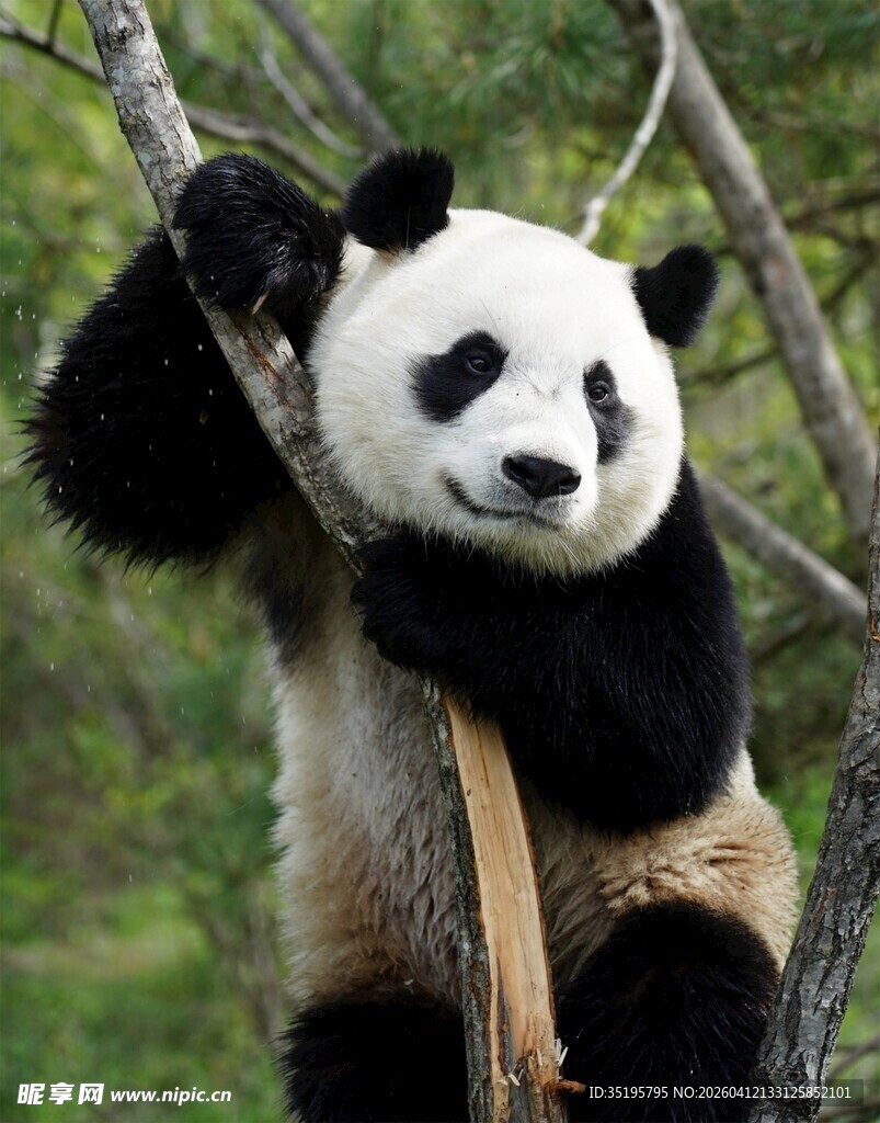 熊猫挂树枝憨态可掬