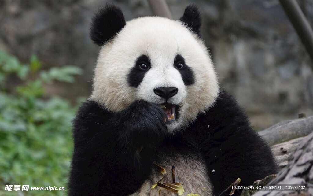 憨态可掬的大熊猫进食瞬间