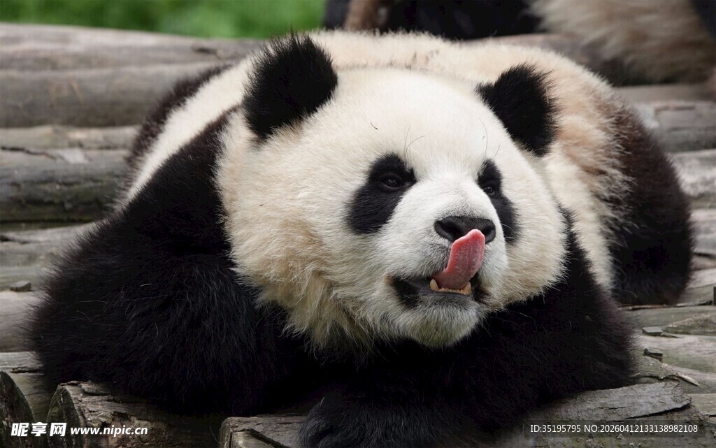 吐舌卖萌的可爱大熊猫