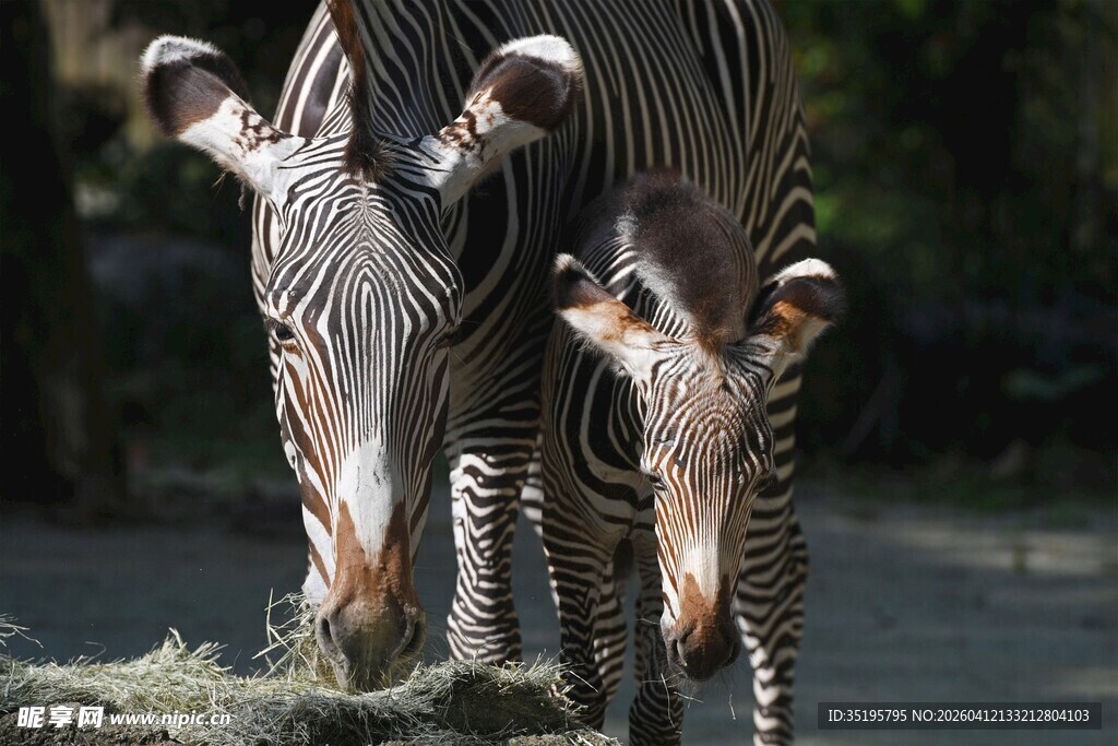 斑马低头进食场景