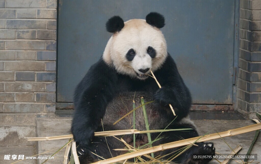 熊猫悠闲进食竹子