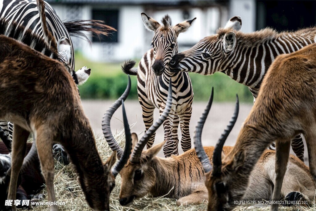 草原上的斑马与羚羊