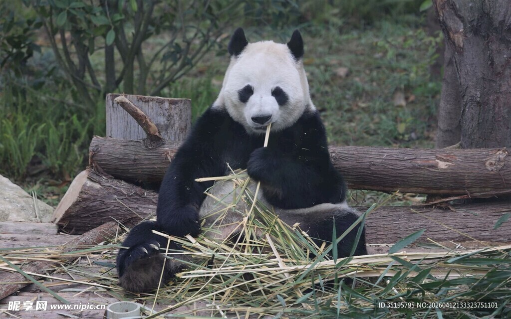 憨态熊猫惬意享用竹子