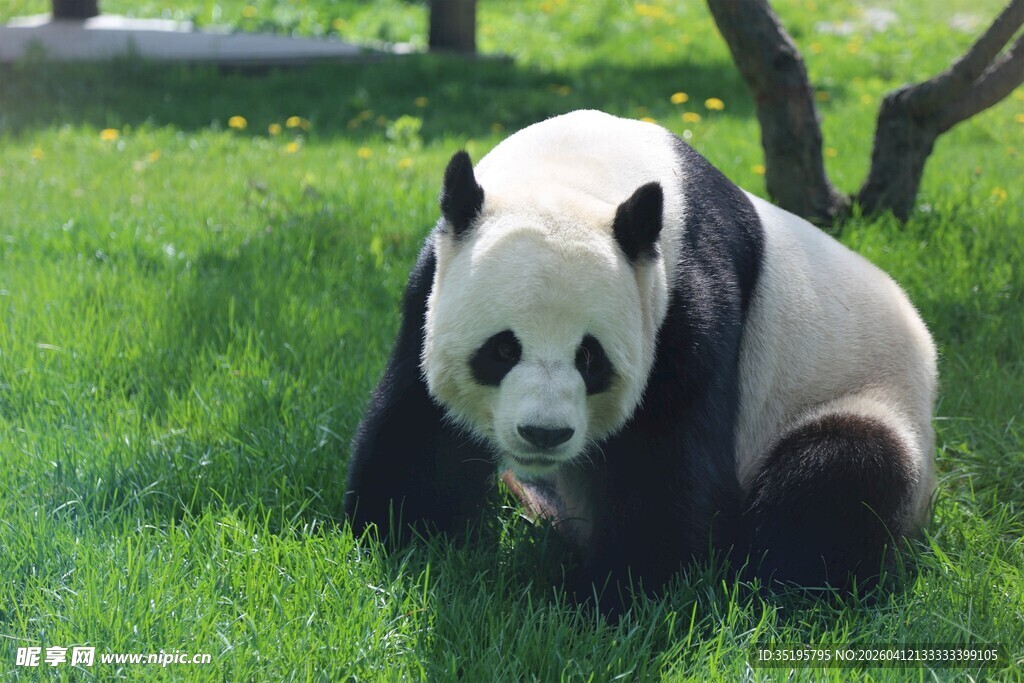 草地上的可爱大熊猫