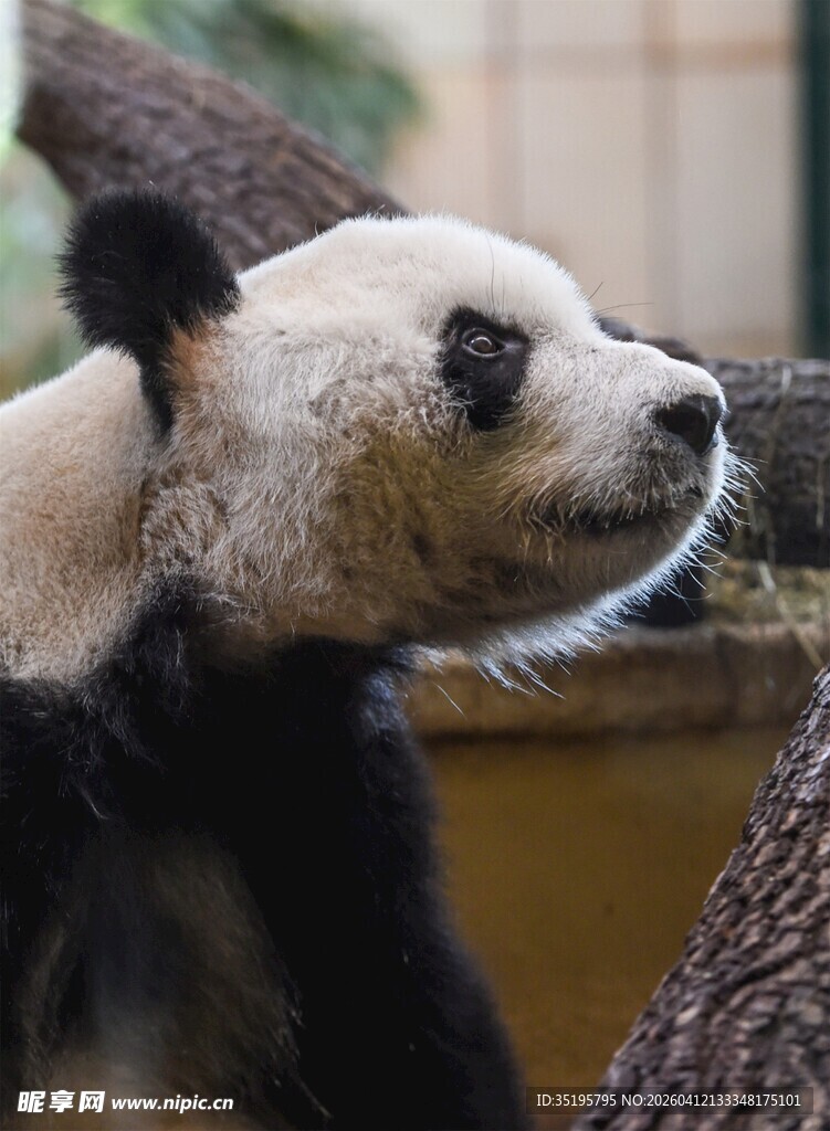 可爱熊猫张嘴靠在树干旁