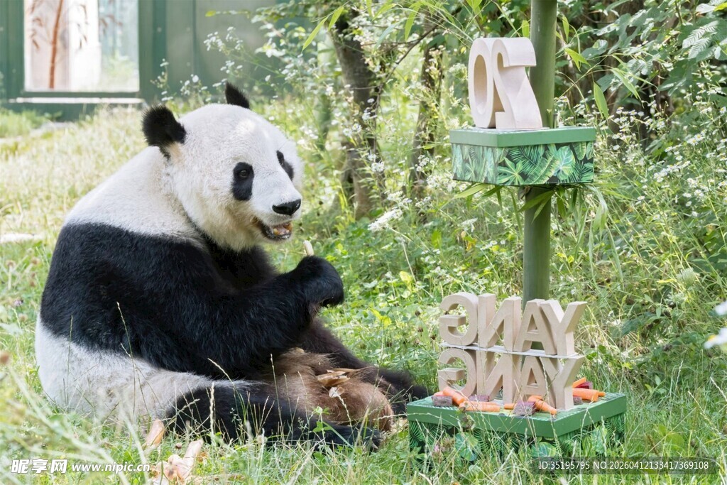 熊猫惬意享用竹子美食