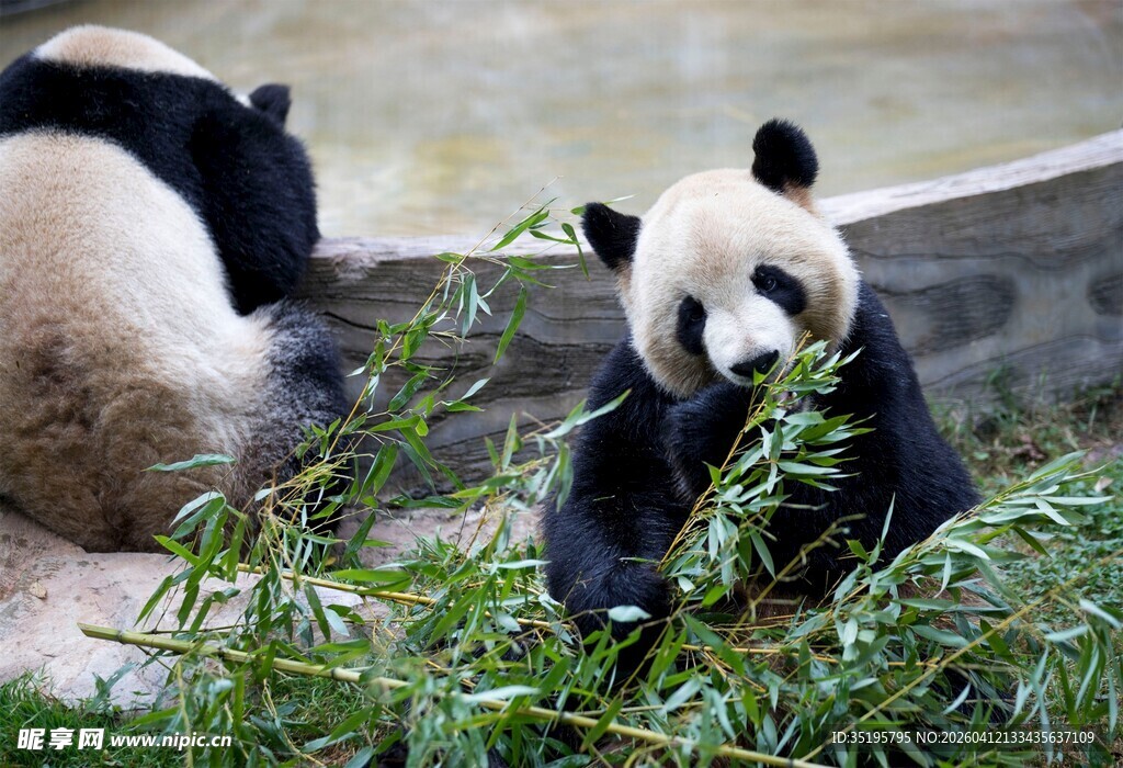 两只熊猫惬意享用竹子