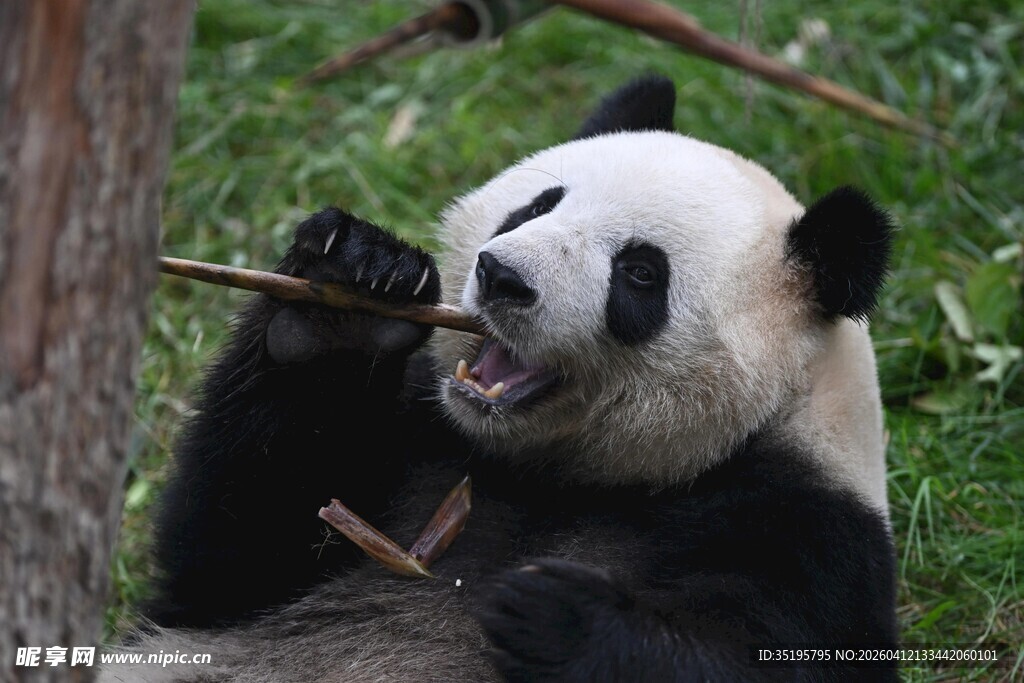 熊猫惬意享用竹子