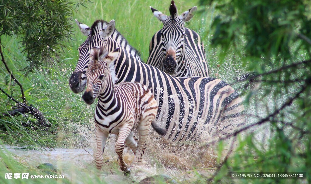 斑马在水边站立的瞬间