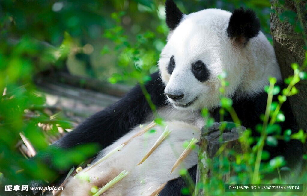 悠闲大熊猫躺卧于绿植间