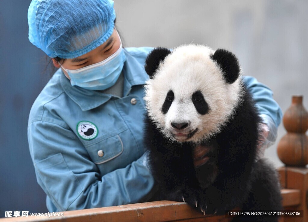 医护人员与可爱熊猫互动